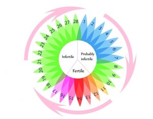 menstrual cycle for BOM