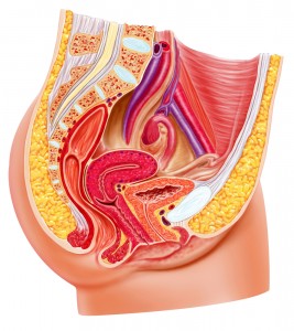 cross section of female organs