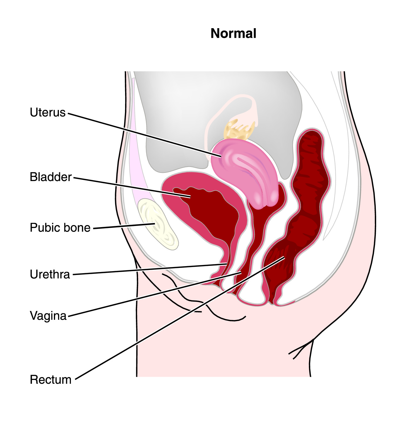 Анатомия женских органов точка g