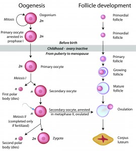 follicle development 2